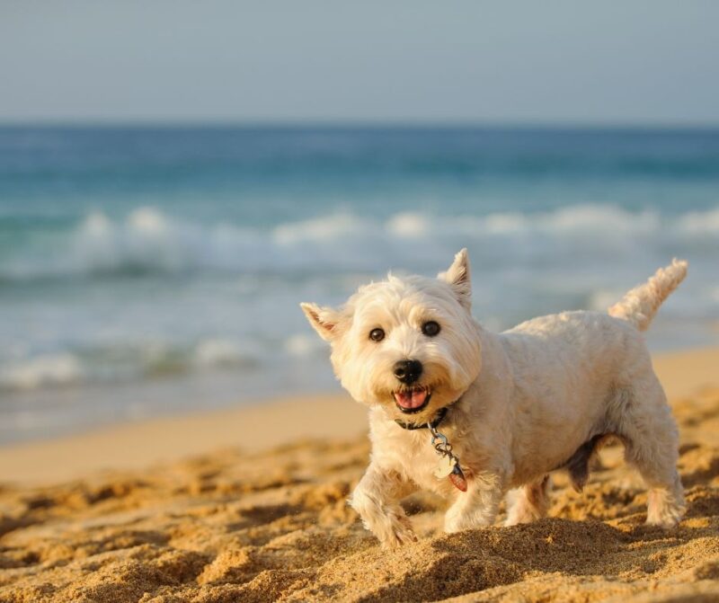 Obey the rules when you take your dog to North Carolina Beaches.