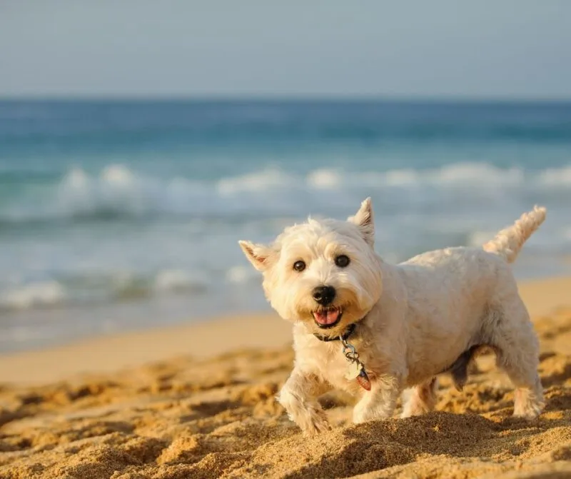 Obey the rules when you take your dog to North Carolina Beaches.