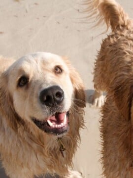The best beaches for dogs in North Carolina: Your Complete Guide.