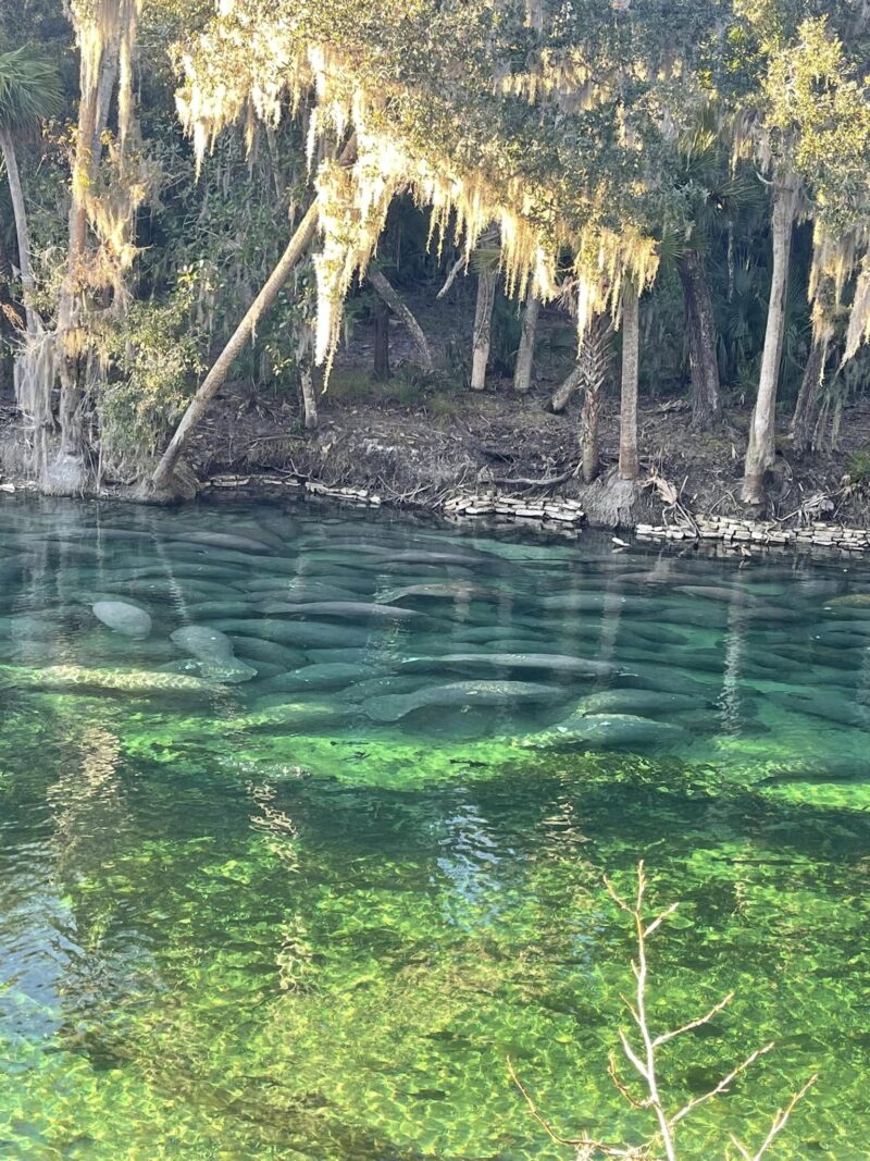 Blue Spring State Park Manatees gather together in the winter