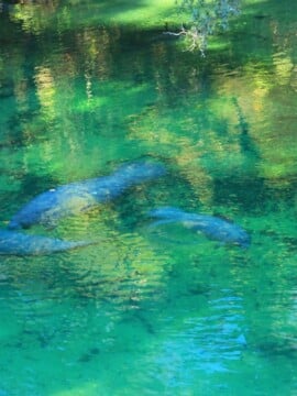 A complete guide to visiting Blue Spring State Park, any time of the year, in Florida.