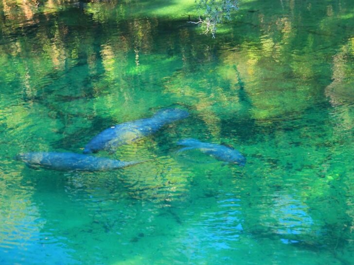 A complete guide to visiting Blue Spring State Park, any time of the year, in Florida.