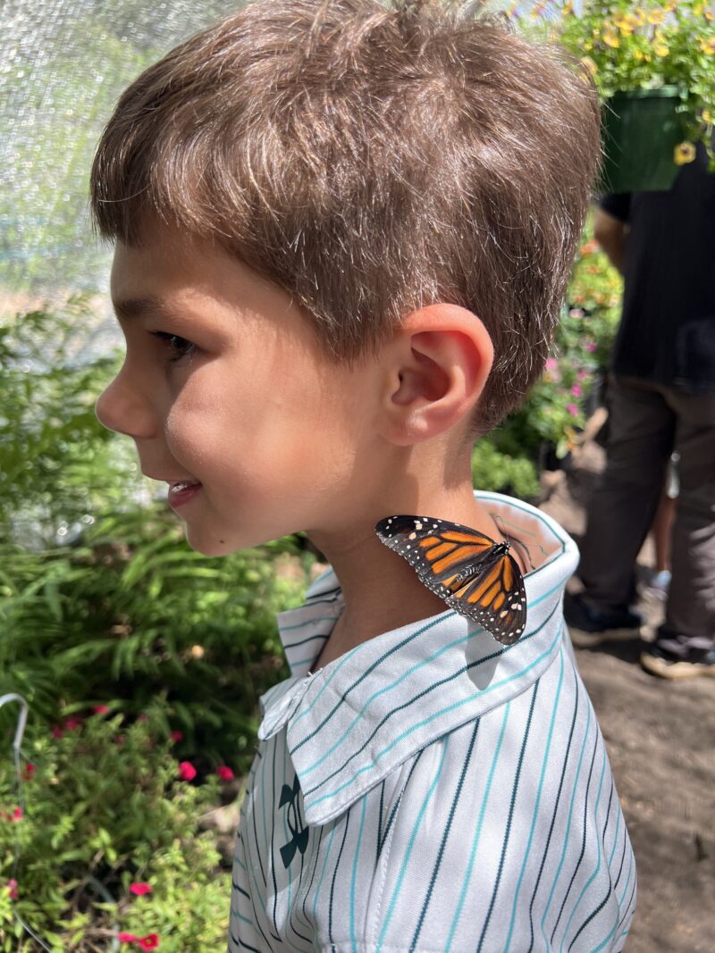 The Chattahoochee Nature Center has an amazing Butterfly Encounter exhibit.