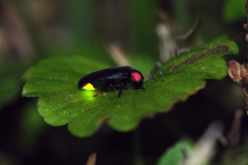 Firefly on a leaf at Blue Spring State Park