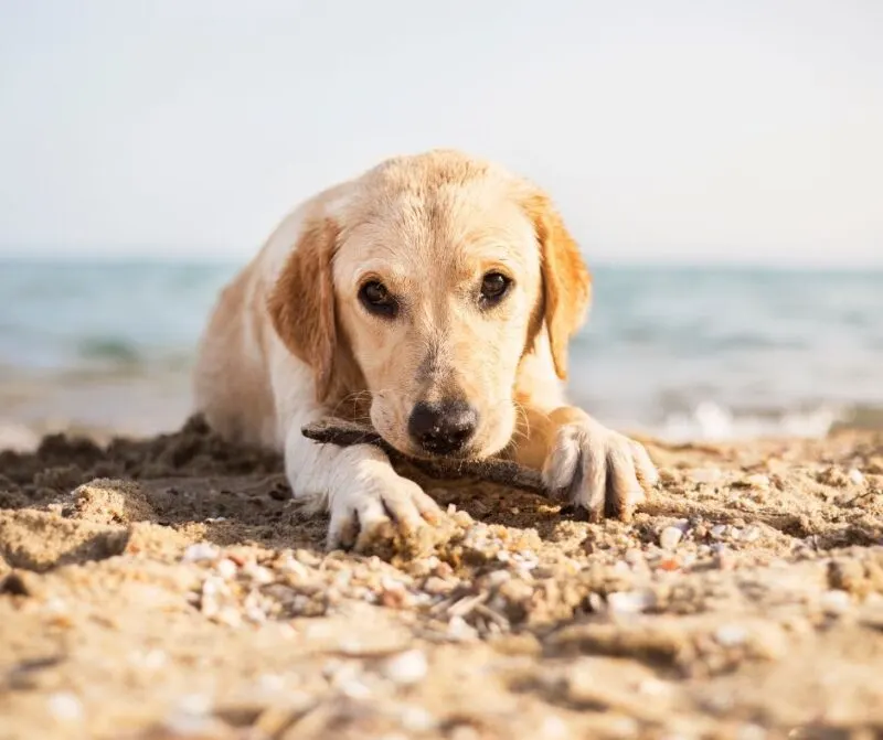 The best North Carolina beaches to bring your dog to.