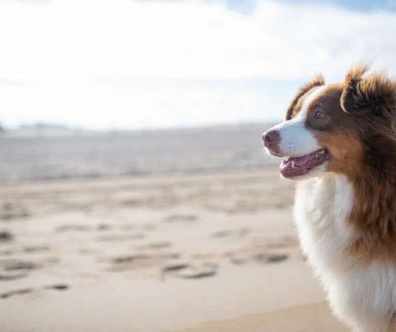 North Carolina Beach shine for dog-lovers.