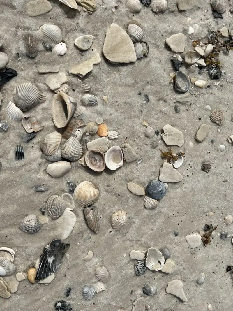 Shelling on the coast of Alabama