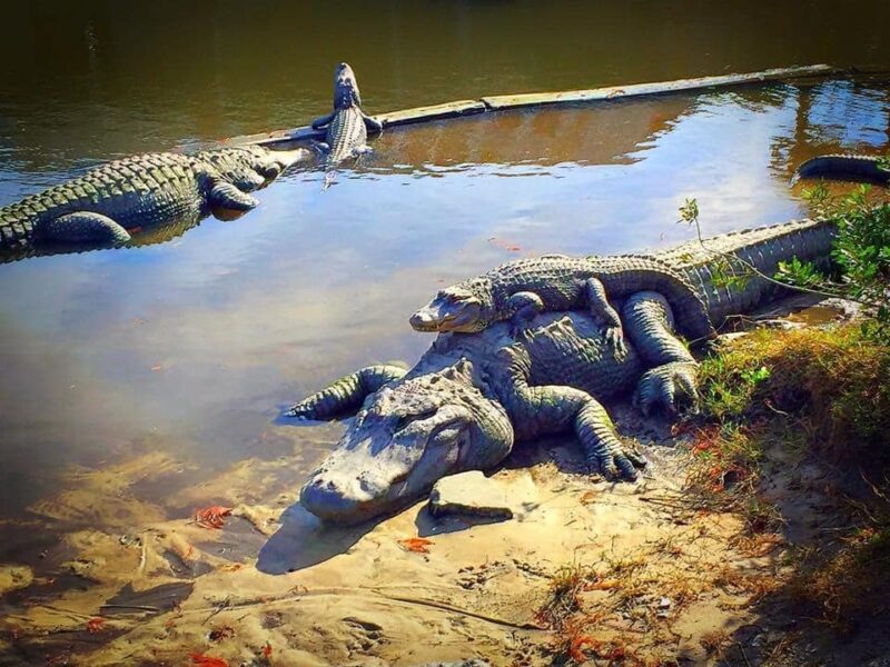 Alligator Adventure in North Myrtle Beach