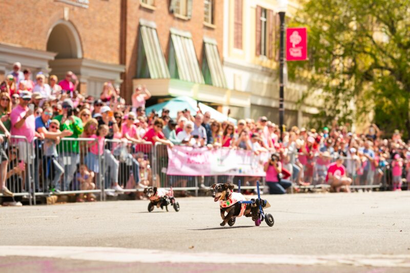 Cherry Blossom Festival Wiener Dog Competition