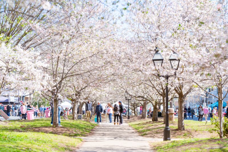 Third Street Cherry Blossom Festival activities