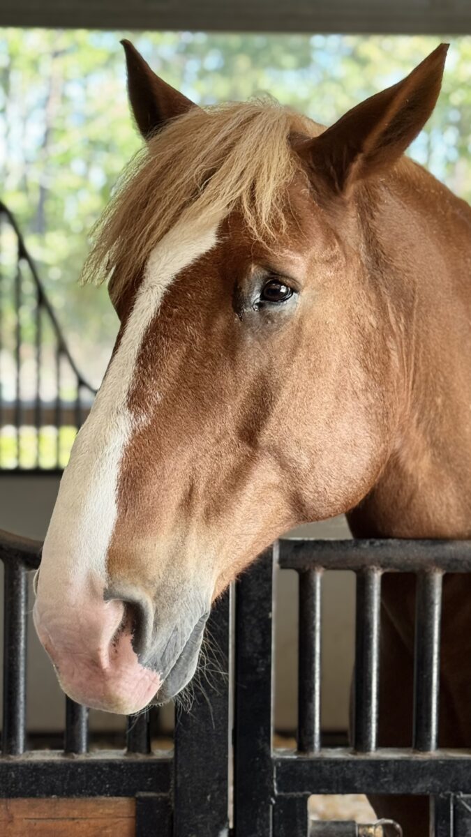 Horse at Tri-Circle-D Ranch at Walt Disney World