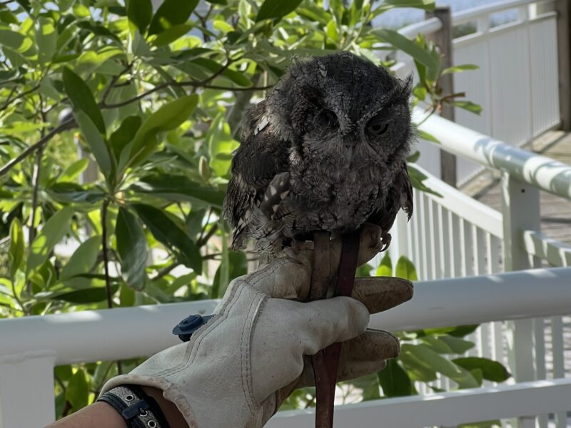 Owl at the Gulf State Park Nature Center