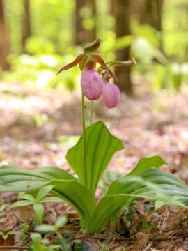 2026 Spring Wildflowr Pilgrimage in the Smoky Mountain National Park