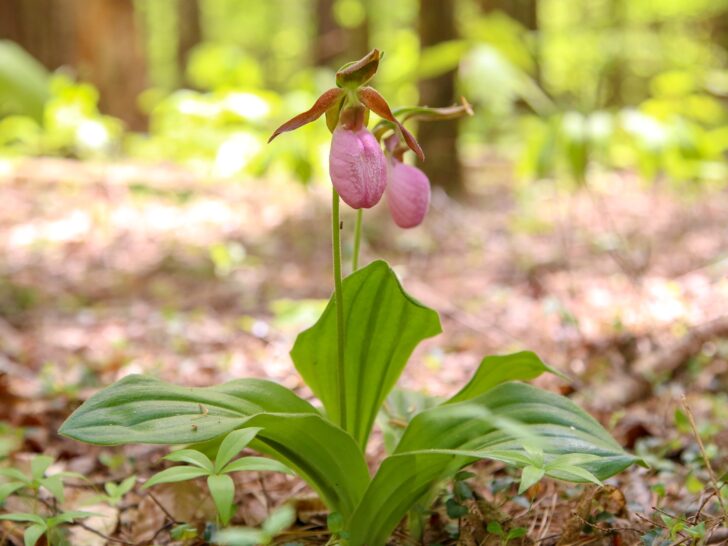 2026 Spring Wildflowr Pilgrimage in the Smoky Mountain National Park