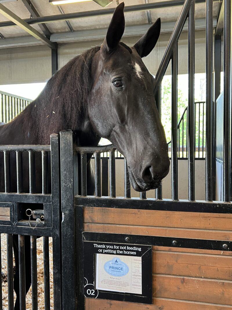 Horse in the stable at Tri-Circle-D Ranch