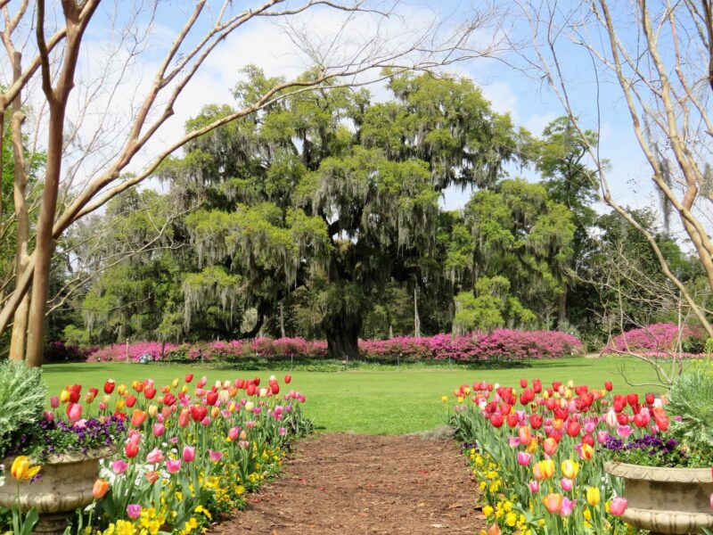 Arlie Garden's spring blooms and giant Oak tree