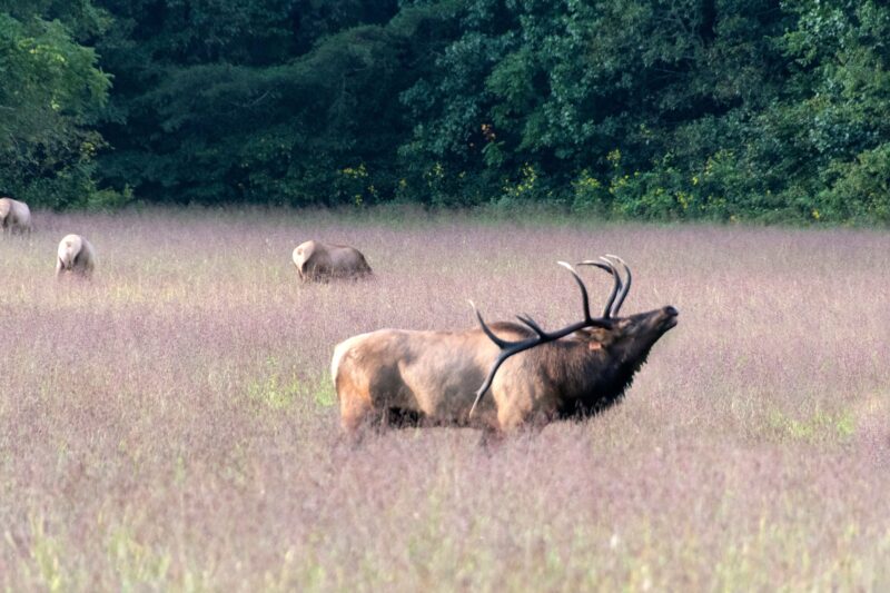 Elk at Great Smoky Mountain National Park near Bryson City, NC.