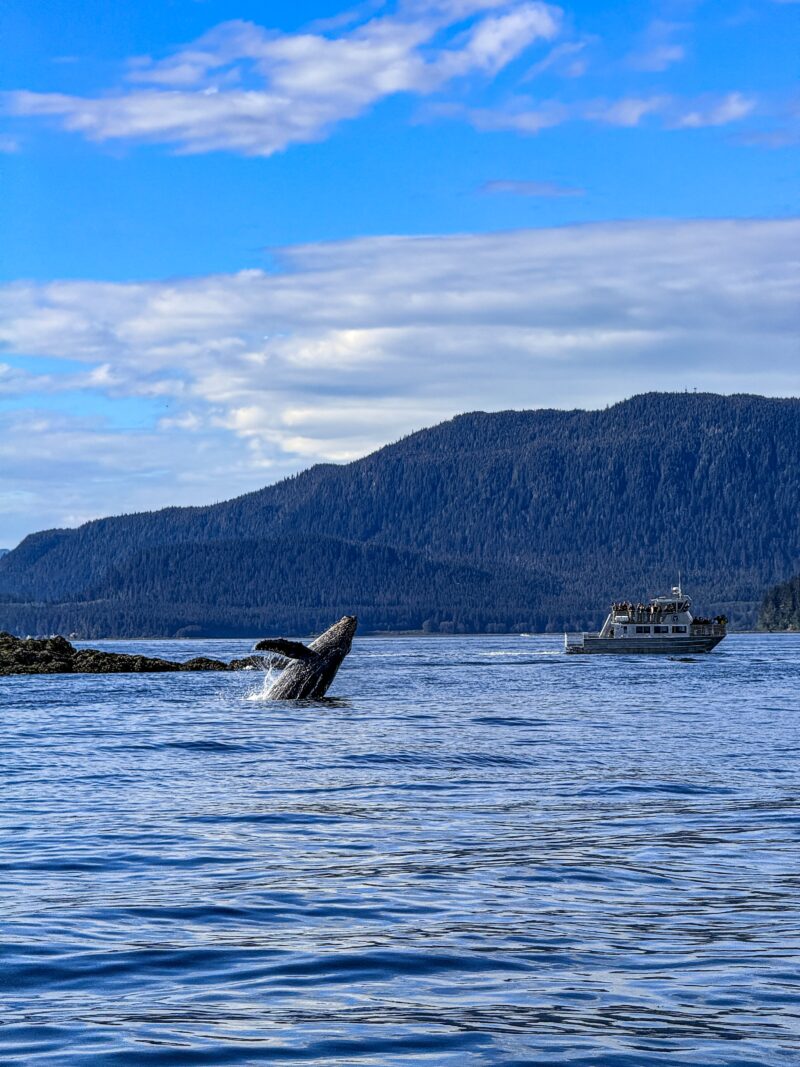 Whale watching in Alaska